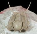 Spectacular Cyrtometopus Trilobite From Russia - (Clearance Price) #51332-3